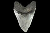 Serrated, Fossil Megalodon Tooth - South Carolina #95296-2
